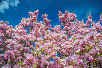 Fototapeta na wymiar Blooming Magnolia Tree