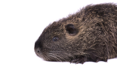 Baby nutria isolated on white background. One brown coypu Myocastor coypus isolated.