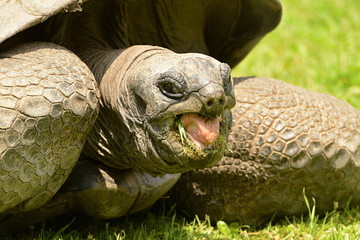 Happy turtle. Aldabra giant tortoises . Zoo. Eating giant turtle. 