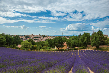 Fototapeta na wymiar Panoramic view of lavender fields under sunny blue sky and the town of Valensole in the background. Located in the Alpes-de-Haute-Provence department, Provence region, in southeastern France