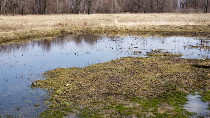 Water floated on dry last year`s grass meadow in spring, hills with gray forest without leaves, blue cloudy sky