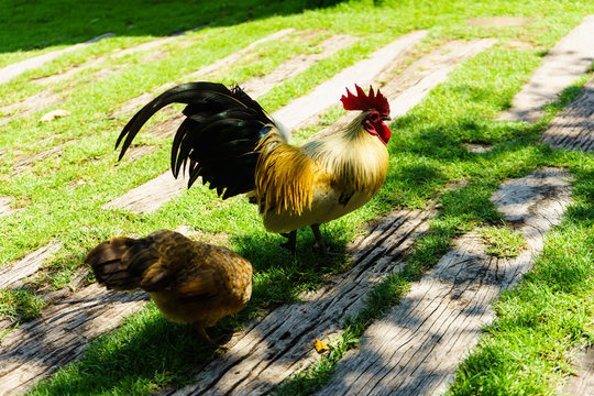 The chicken was walking to find food by the forest.
