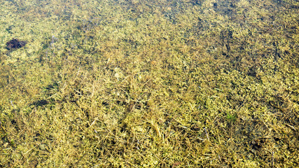 on dry grass in spring water