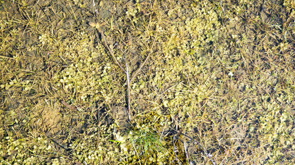 Obraz premium on dry grass in spring water