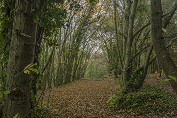 EL BOSQUE EN OTOÑO