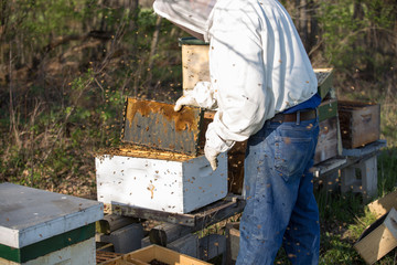 Beekeeper working on the hive