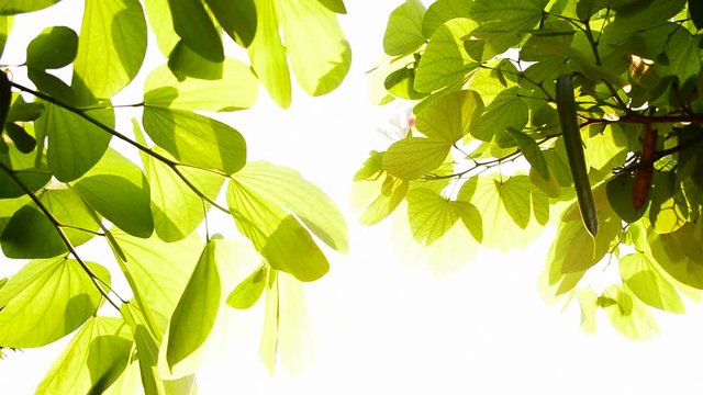 sun light and green leaves ,natural background