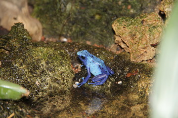 Dendrobates azureus - grenouille bleue