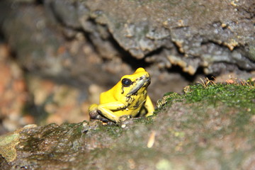 Grenouille jaune - Phyllobates terribilis