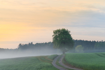 The tree © Ben.Photoholic