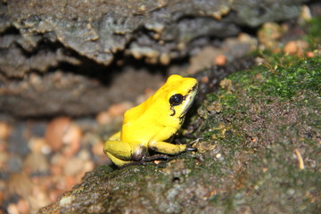 Phyllobates terribilis - grenouille jaune