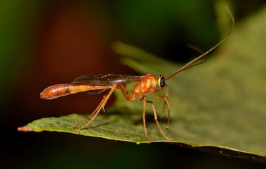 An  Ichneumon wasp on a leaf from a side-view. These are common wasps and are part of the parasitoid family. They lay eggs on host insects, and when they hatch, larvae feed on the host until it dies.