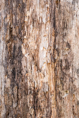 texture of old stratified and rotten wood, abstract background