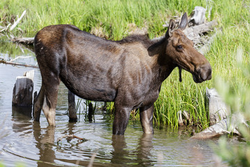 Shiras Moose of The Colorado Rocky Mountains