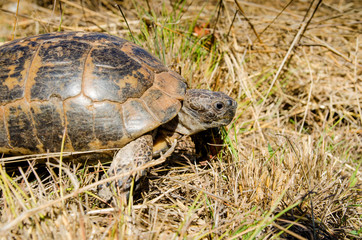 European pond turtle emys orbicularis on land, in green and yellow grass