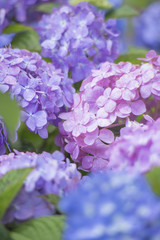 3色の紫陽花