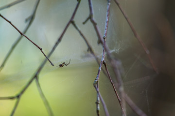 The Spider  © Ben.Photoholic