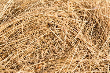 straw texture, chaotically arranged dry stems of plants, abstract background