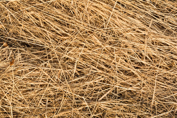 hay texture, chaotically arranged dry stems of plants, abstract background