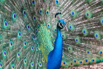 Naklejka premium Peacock Dance