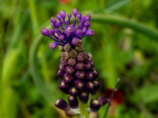 Diverse flora of Sardinia island