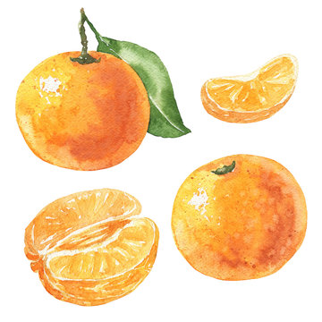 Hand drawn watercolor mandarin set, delicious citrus fruits isolated on white background. Food illustration.