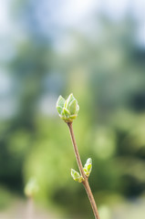 Wiosna. Kwitnąca zielona roślina
