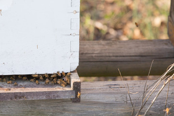 Bees at the hive entrance