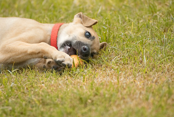 Cute greyhound puppy playing with a ball outdoor in the garden