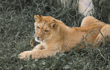 Obraz na płótnie Canvas lion with crown