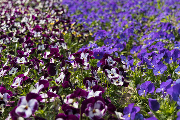 Fototapeta premium lots of Flowers pansies bright magenta color and violet color in garden spring