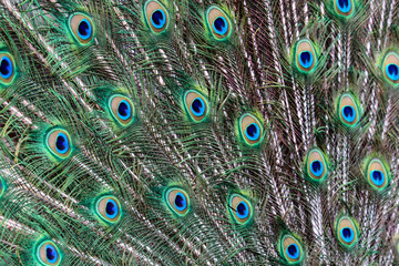 Obraz premium Peacock Feathers