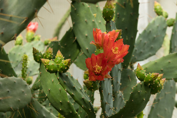 cactus opuntia flower red colurful with fruit balls