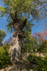 Fototapeta na wymiar Big old tree in park strange form with blue sky