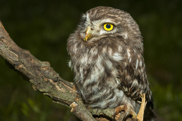 portrait of cute little owl with bokeh