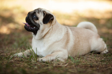 pug dog lies on grass is relaxed