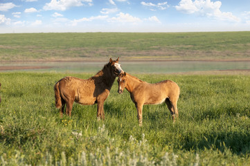 Horse foal on pasture. A herd of wild horses shown on Water island in atmospheric Rostov state...