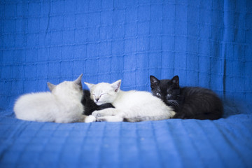 Adorables gatitos blancos y negros durmiendo juntos apaciblemente en un sofá azul