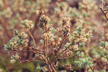 Macro photography of blooming willow in spring. Toned.
