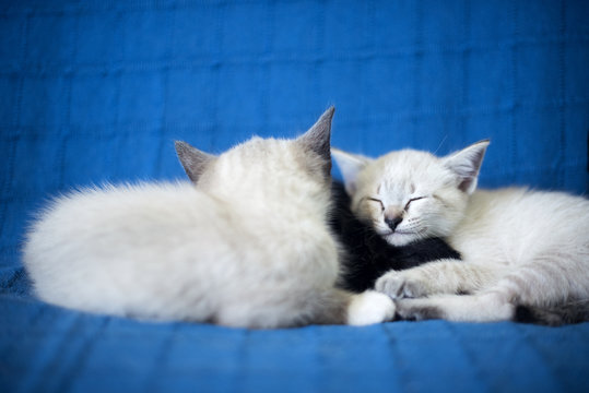 Adorables gatitos blancos y negros durmiendo juntos apaciblemente en un sof&aacute; azul