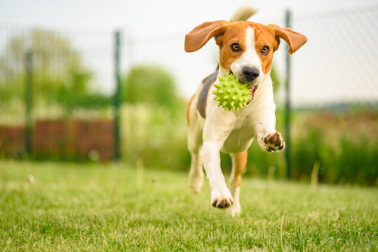 Pet dog Beagle in a garden having fun outdoors