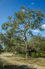 Luxurious tree at the foot of Mount Alchak, Crimea