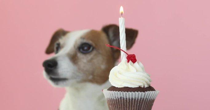 Cute jack russell dog look at Candle in cupcake pink background