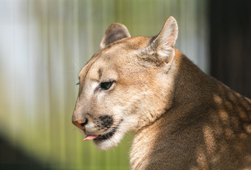 portrait of a cougar close-up