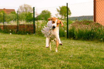 Pet dog Beagle in a garden having fun outdoors