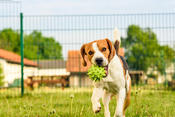 Pet dog Beagle in a garden having fun outdoors