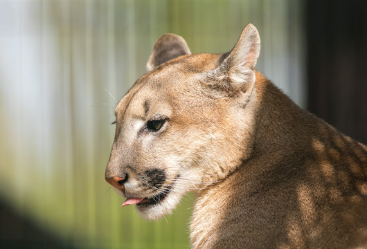portrait of a cougar close-up