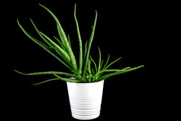 Aloe Vera growing in a White Pot on Black Background