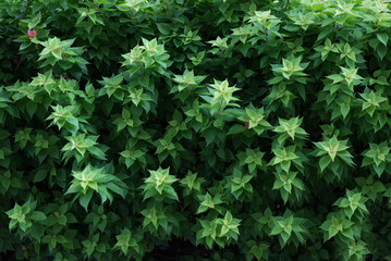 Bougainvillea leave background,green background