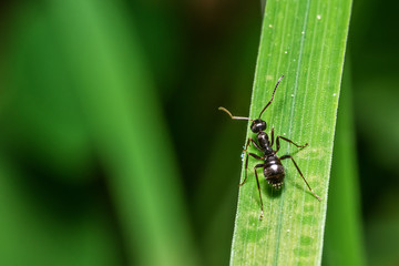 ant on the leaf
